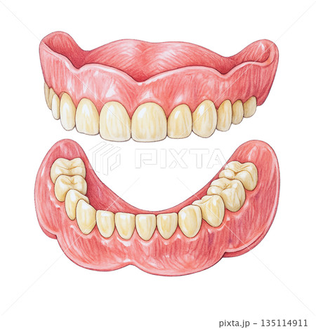 入れ歯イラスト 背景透過の歯科医療素材 135114911