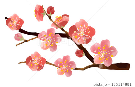 水彩タッチな梅の花のイラスト 135114991