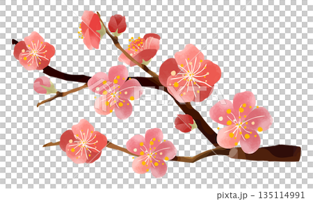 水彩梅花插圖 135114991