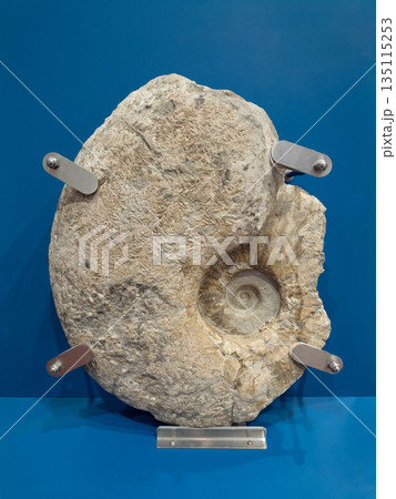 アンモナイトの化石　白亜紀 135115253