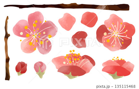 水彩で描いた梅の花のイラストパーツセット 135115468