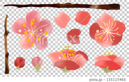 水彩で描いた梅の花のイラストパーツセット 135115468