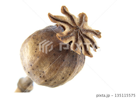 Close-up macro shot of a dried poppy seed head with intricate details against a white background Close-up macro shot of a dried poppy seed head with intricate details against a white background 135115575