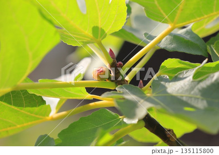 まだ小さい無花果（イチジク）の実 135115800