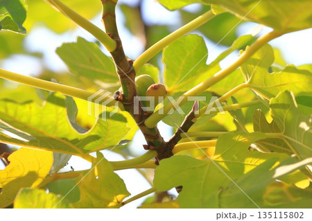 まだ小さい無花果（イチジク）の実 135115802