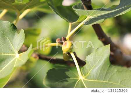 まだ小さい無花果(イチジク)の実 まだ小さい無花果(イチジク)の実 135115805