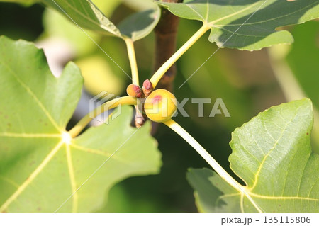 まだ小さい無花果（イチジク）の実 135115806