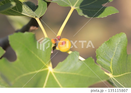 まだ小さい無花果（イチジク）の実 135115807