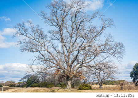 国営平城宮跡歴史公園　葉の落ちた冬枯れの大木　奈良市 135115858