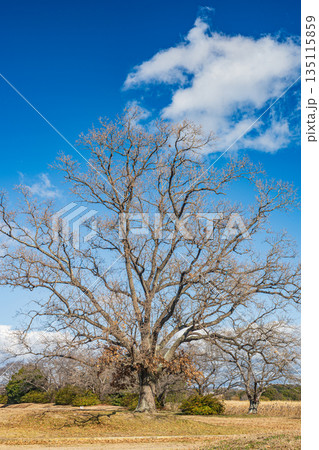 国営平城宮跡歴史公園　葉の落ちた冬枯れの大木　奈良市 135115859