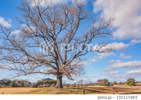 国営平城宮跡歴史公園 葉の落ちた冬枯れの大木 奈良市 国営平城宮跡歴史公園 葉の落ちた冬枯れの大木 奈良市 135115865