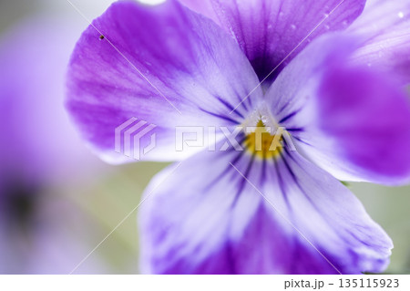 スミレ科のビオラ、花言葉は「家庭の幸福」 スミレ科のビオラ、花言葉は「家庭の幸福」 135115923