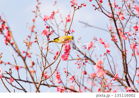梅の花の蜜を求めるメジロ 梅の花の蜜を求めるメジロ 135116002