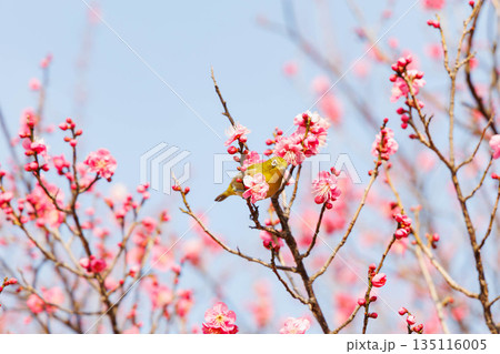 梅の花の蜜を求めるメジロ 135116005