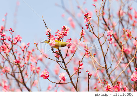 梅の花の蜜を求めるメジロ 135116006