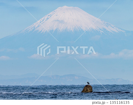 富士山を背景に岩礁にとまるクロサギ 135116135