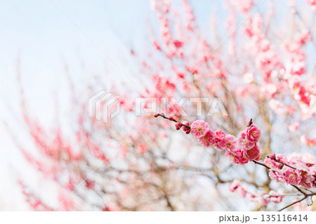 早春、梅の花 早春、梅の花 135116414