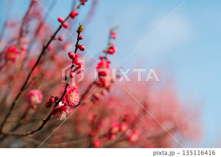 早春、梅の花 早春、梅の花 135116416