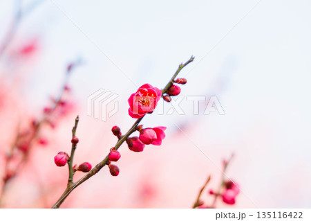 早春、梅の花 早春、梅の花 135116422