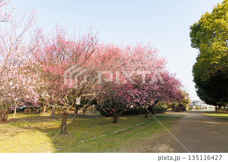 早春、梅の花 135116427