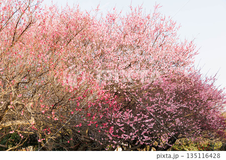 早春、梅の花 早春、梅の花 135116428