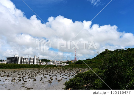 沖縄湿地帯の漫湖 沖縄湿地帯の漫湖 135116477