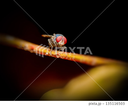 Green bottle fly or Lucilia sericata 135116503