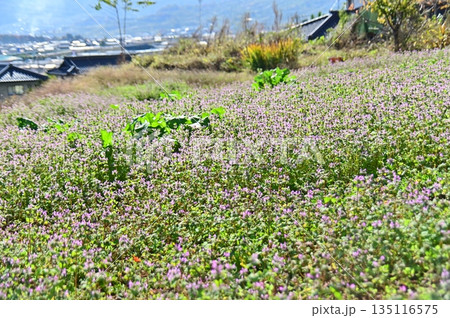 秋なのに休耕地を彩るホトケノザの紫色 秋なのに休耕地を彩るホトケノザの紫色 135116575