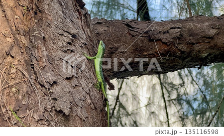 木を這う緑色のトカゲ　昼間の野生動物自然背景 135116598