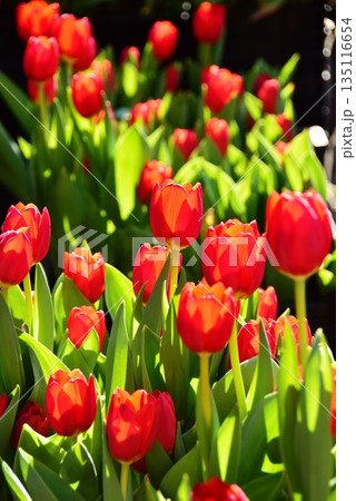 神奈川県藤沢市　江の島サムエル・コッキング苑の満開チューリップ 135116654