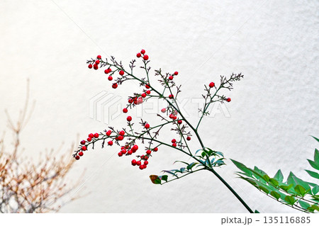 赤いナンテンの実(冬、一月) 赤いナンテンの実(冬、一月) 135116885