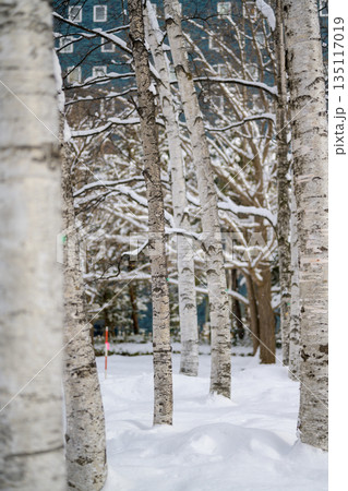 中島公園の白樺林_8656 135117019