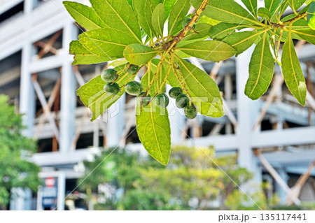 まだ緑色のホルトノキの実（冬、一月） 135117441