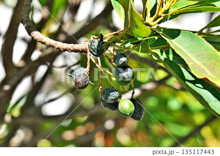 紺色のホルトノキの実(冬、一月) 紺色のホルトノキの実(冬、一月) 135117443