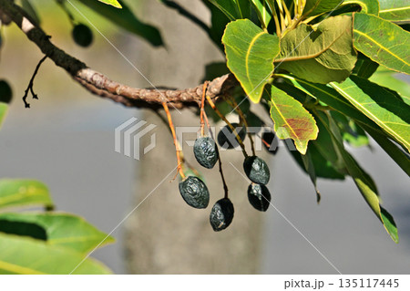 紺色のホルトノキの実（冬、一月） 135117445