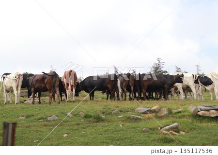 信州の牛さん達 信州の牛さん達 135117536