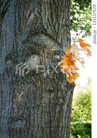 The expression of a face on a tree in Zelhem 135117670