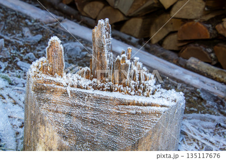 Close-up photo of the frost on a tree stump 135117676