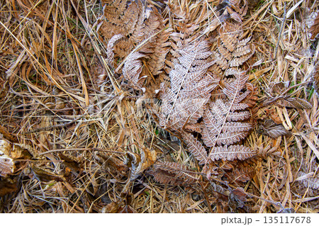 Close-up photo of the frost on the leaves on the ground 135117678