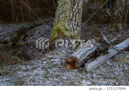 Close-up photo of the frost on the leaves on the ground 135117694