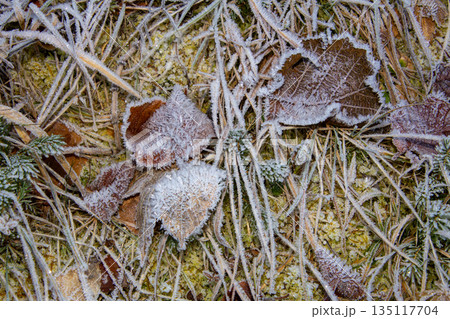 Close-up photo of the frost on the leaves on the ground 135117704