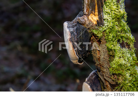 Frost on a tinder fungus on a tree stump Frost on a tinder fungus on a tree stump 135117706