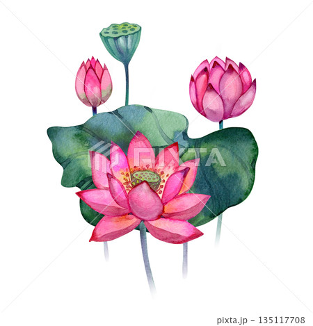 Elegant watercolor composition of lotus flowers, buds, leaves and seed pods. Vibrant pink and green palette, soft botanical style. Great for invitations, branding, packaging, textiles and decorative Elegant watercolor composition of lotus flowers, buds, leaves and seed pods. Vibrant pink and green palette, soft botanical style. Great for invitations, branding, packaging, textiles and decorative 135117708