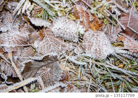 Close-up photo of the frost on the leaves on the ground Close-up photo of the frost on the leaves on the ground 135117709