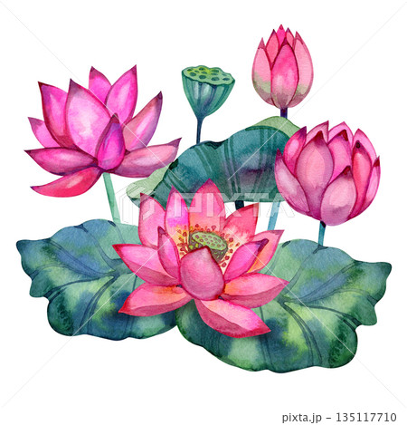 Elegant watercolor composition of lotus flowers, buds, leaves and seed pods. Vibrant pink and green palette, soft botanical style. Great for invitations, branding, packaging, textiles and decorative Elegant watercolor composition of lotus flowers, buds, leaves and seed pods. Vibrant pink and green palette, soft botanical style. Great for invitations, branding, packaging, textiles and decorative 135117710