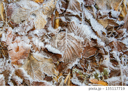 Close-up photo of the frost on the leaves on the ground Close-up photo of the frost on the leaves on the ground 135117719