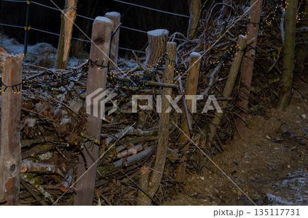 Frozen hedge of branches with christmas lights Frozen hedge of branches with christmas lights 135117731