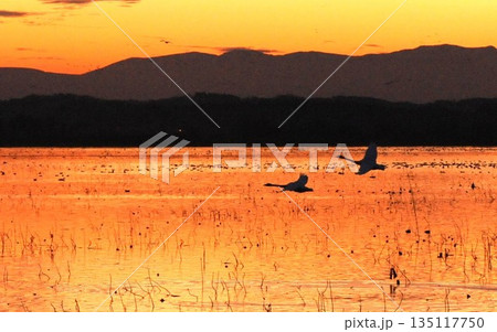 夕日に飛ぶ白鳥 夕日に染まる水面 夕日に飛ぶ白鳥 夕日に染まる水面 135117750