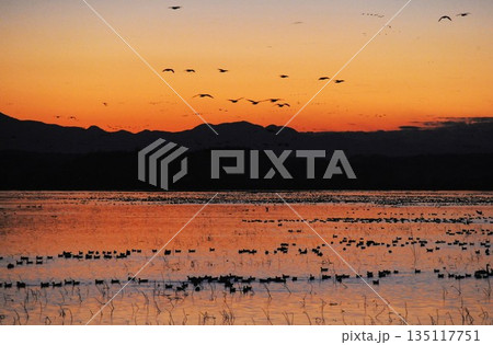 夕焼けに染まる海と鳥 135117751