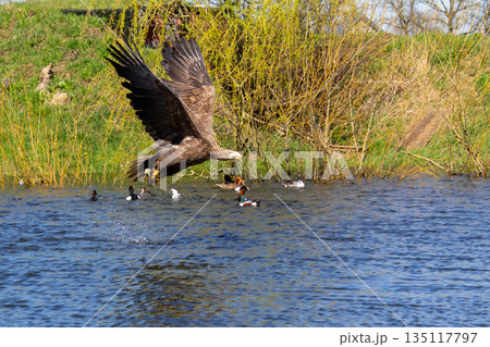 White-tailed eagle diving and grabbing fish out of the water. White-tailed eagle diving and grabbing fish out of the water. 135117797
